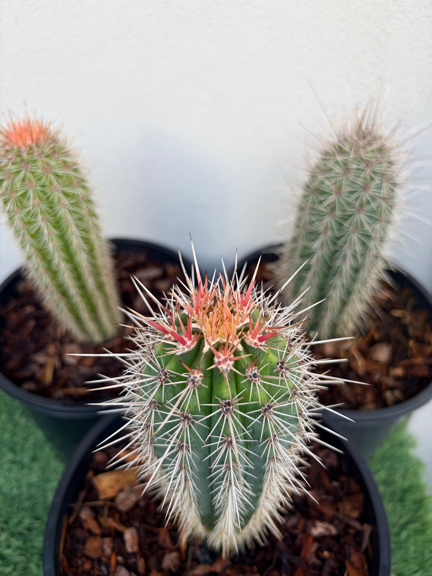 PACHYCEREUS Pringlei Cactus
