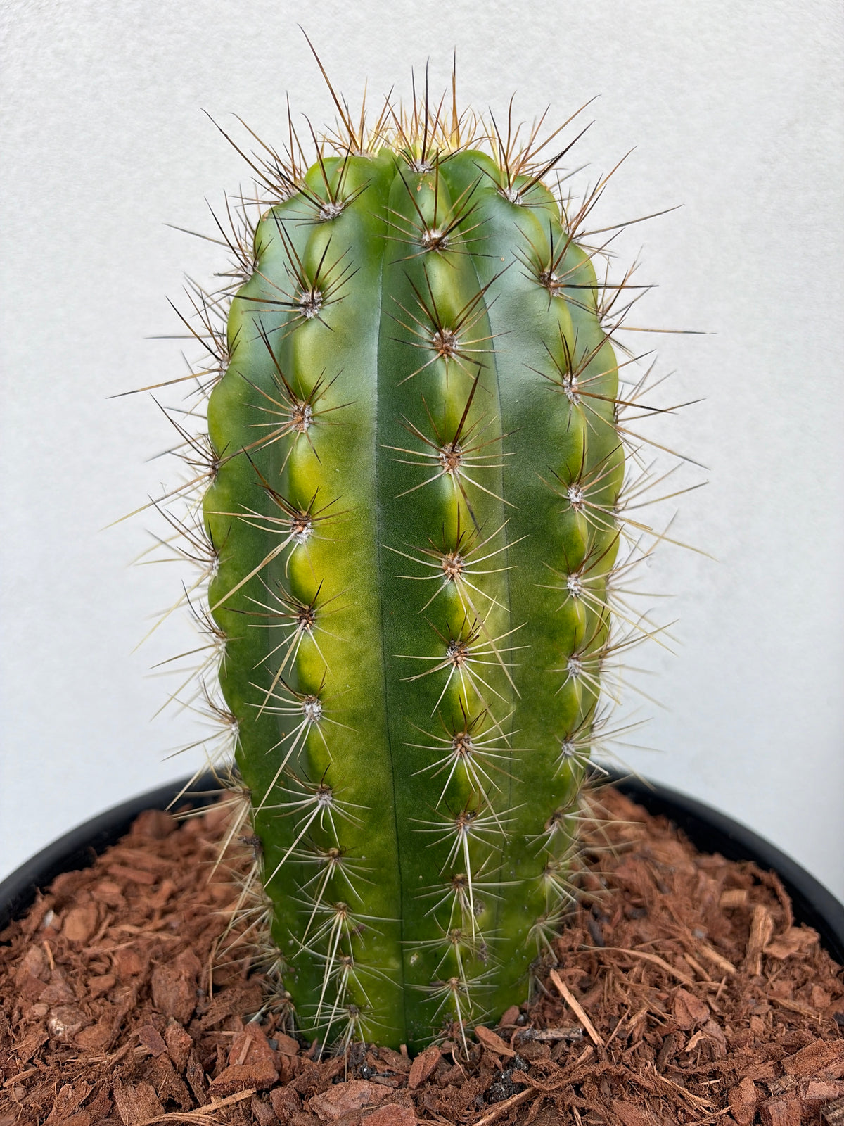 Gladiatus OP x Pink Huascha