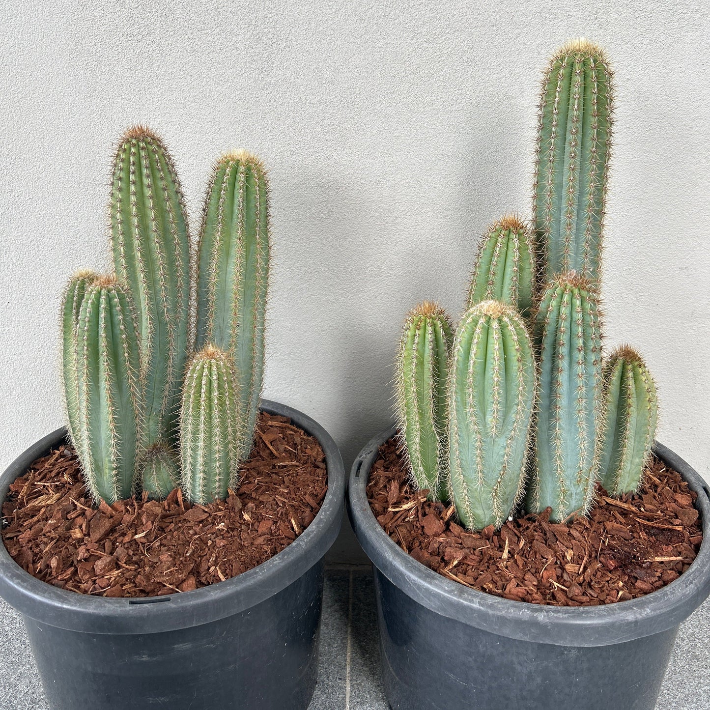 Pilosocereus Blue Torch Cactus - Multi