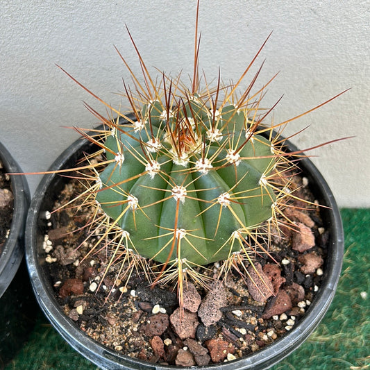 Melocactus Oreas
Longispinus