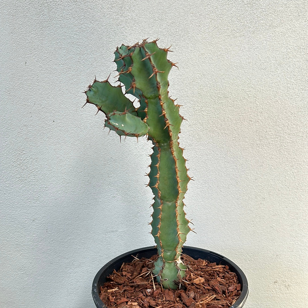 Euphorbia ceorulescens