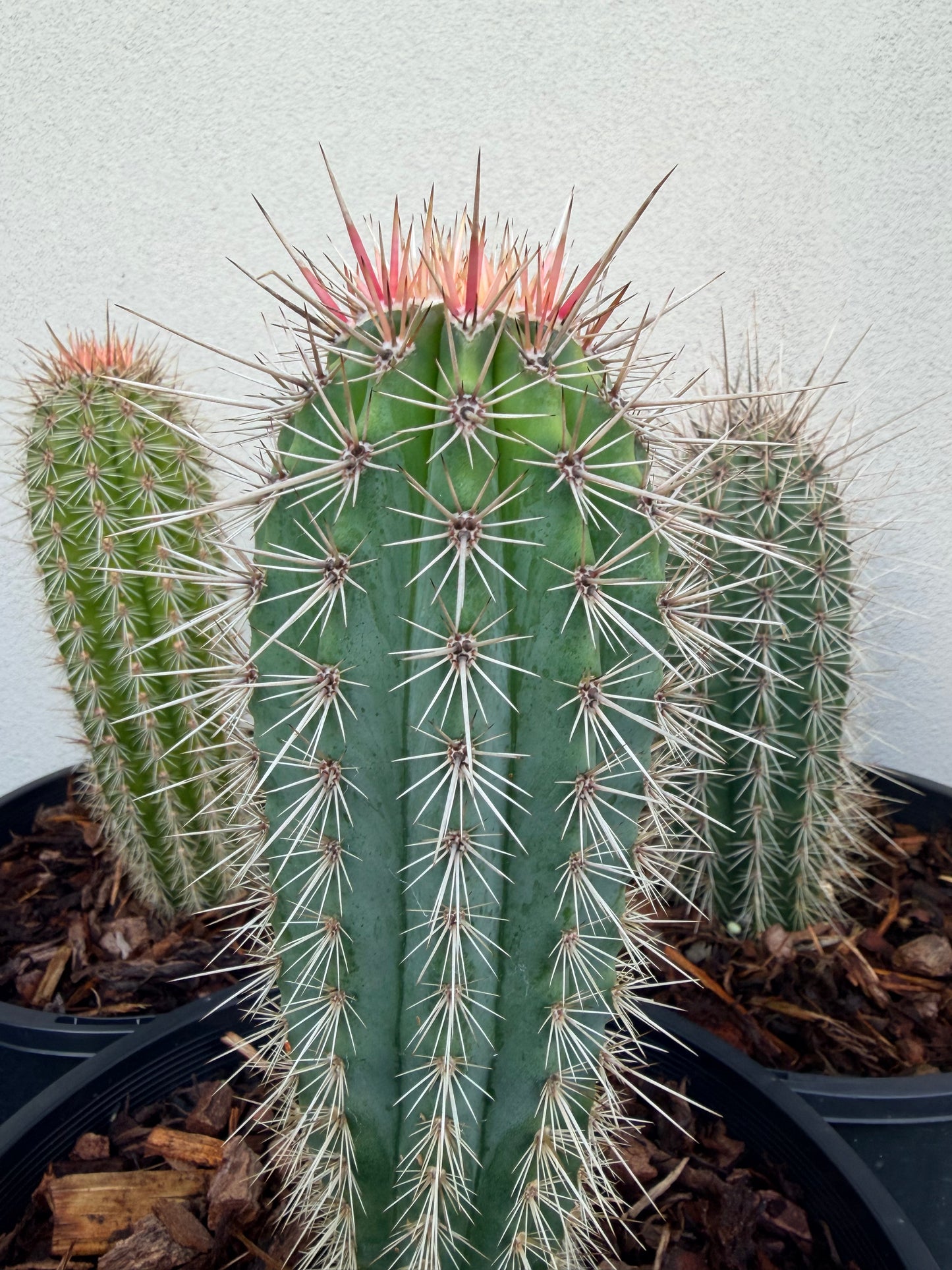 PACHYCEREUS Pringlei Cactus
