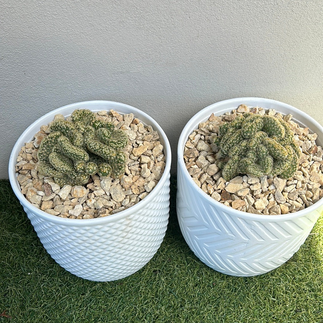 Brain Cactus