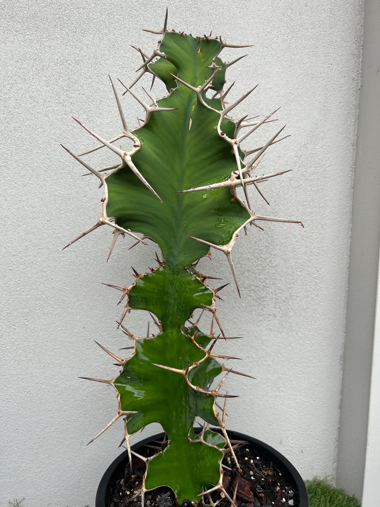 Cowhorn Cactus 2