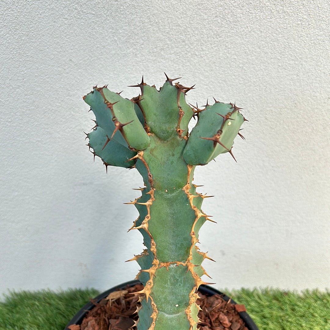 Euphorbia ceorulescens