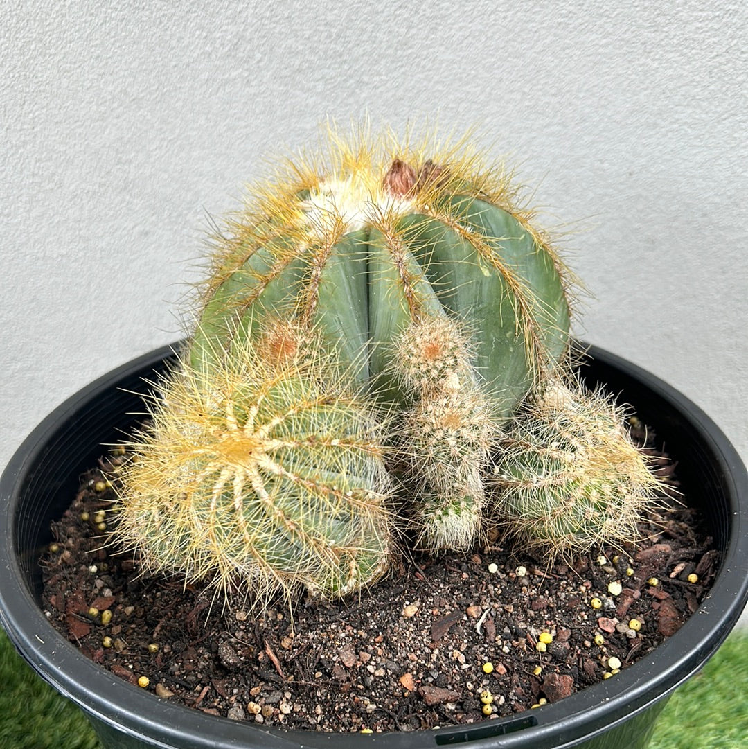 Parodia Magnificus