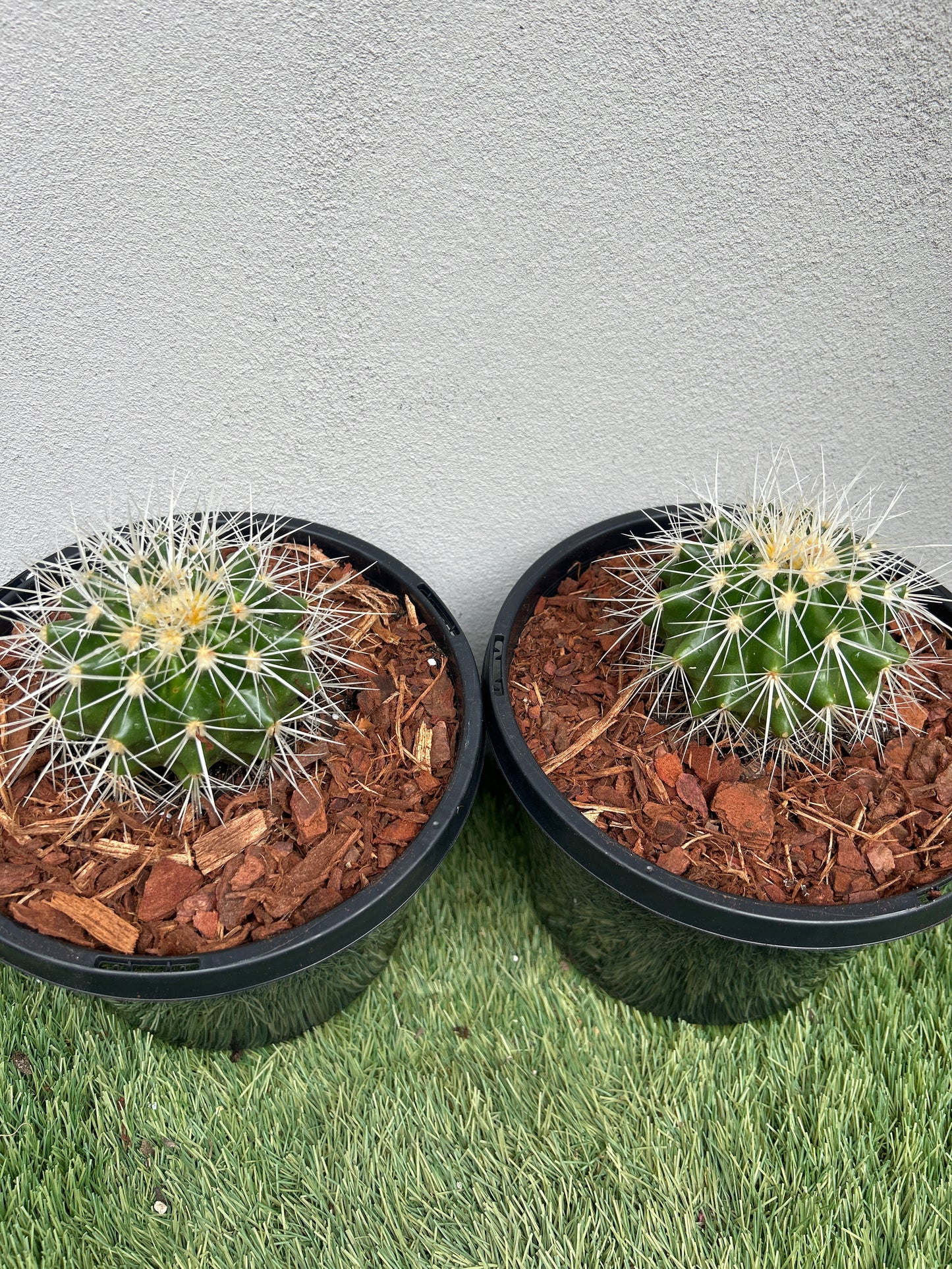 Golden Barrel Cactus - Small