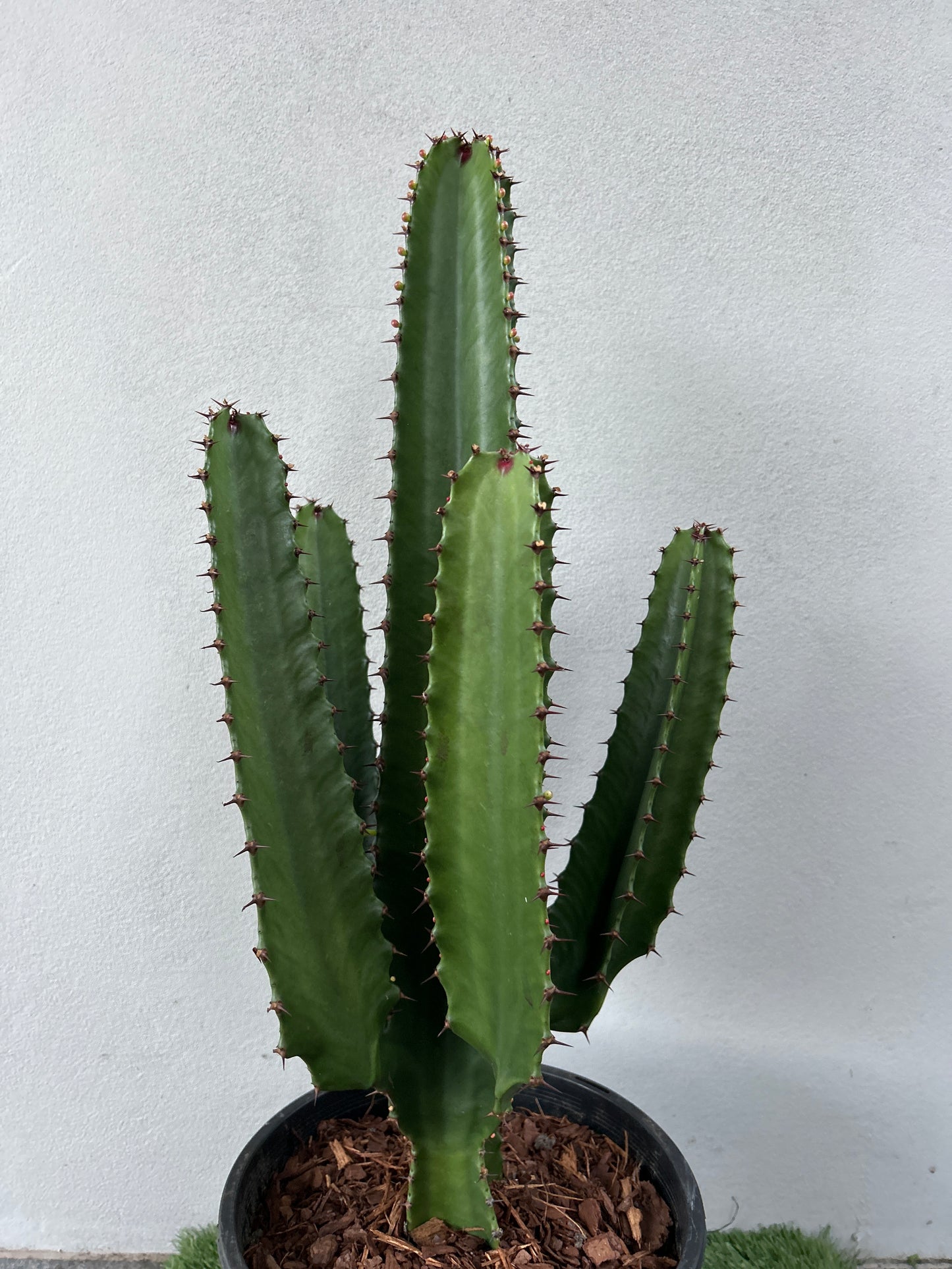 Euphorbia Cowboy - 4 Arms