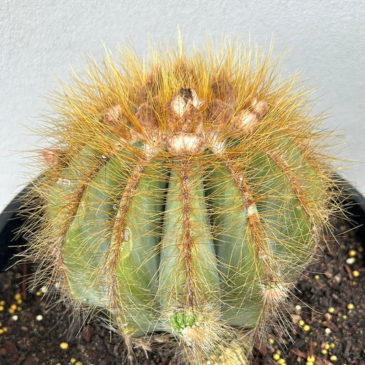 Parodia Magnificus