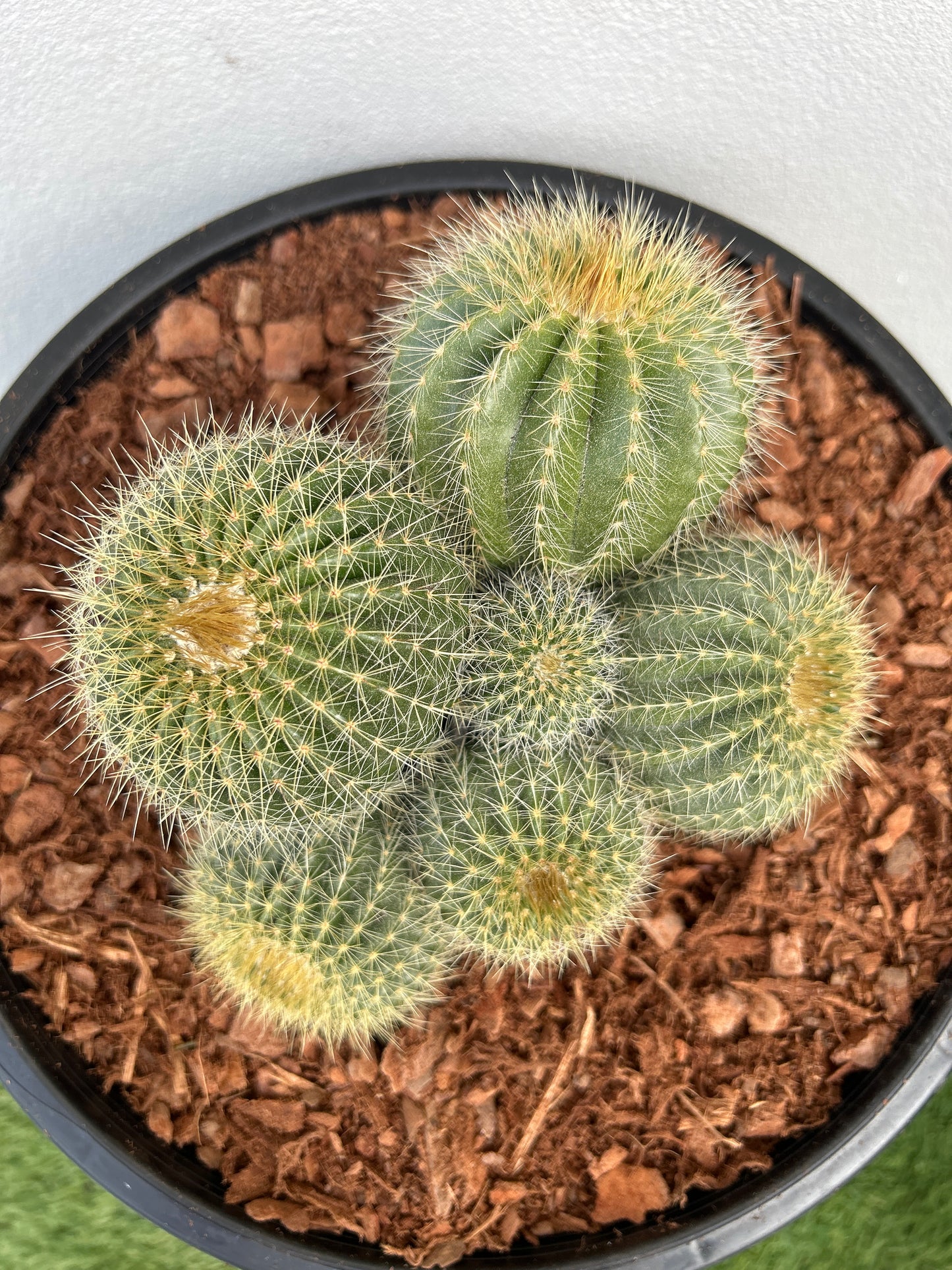 Notocactus magnificus