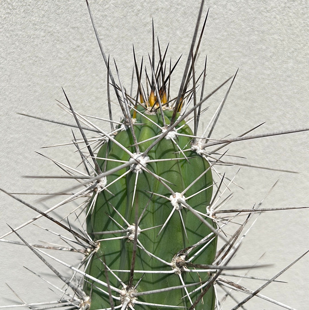 Toothpick Cactus