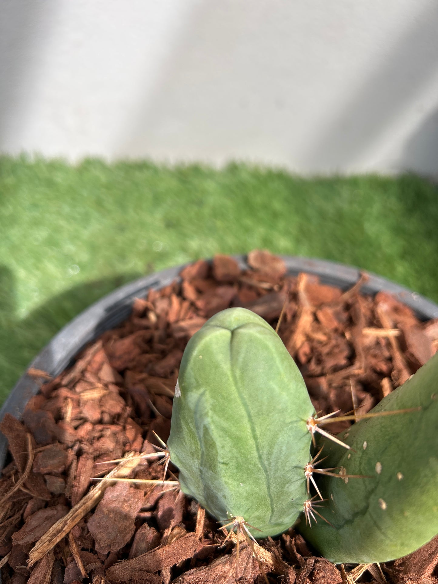 Penis Cactus