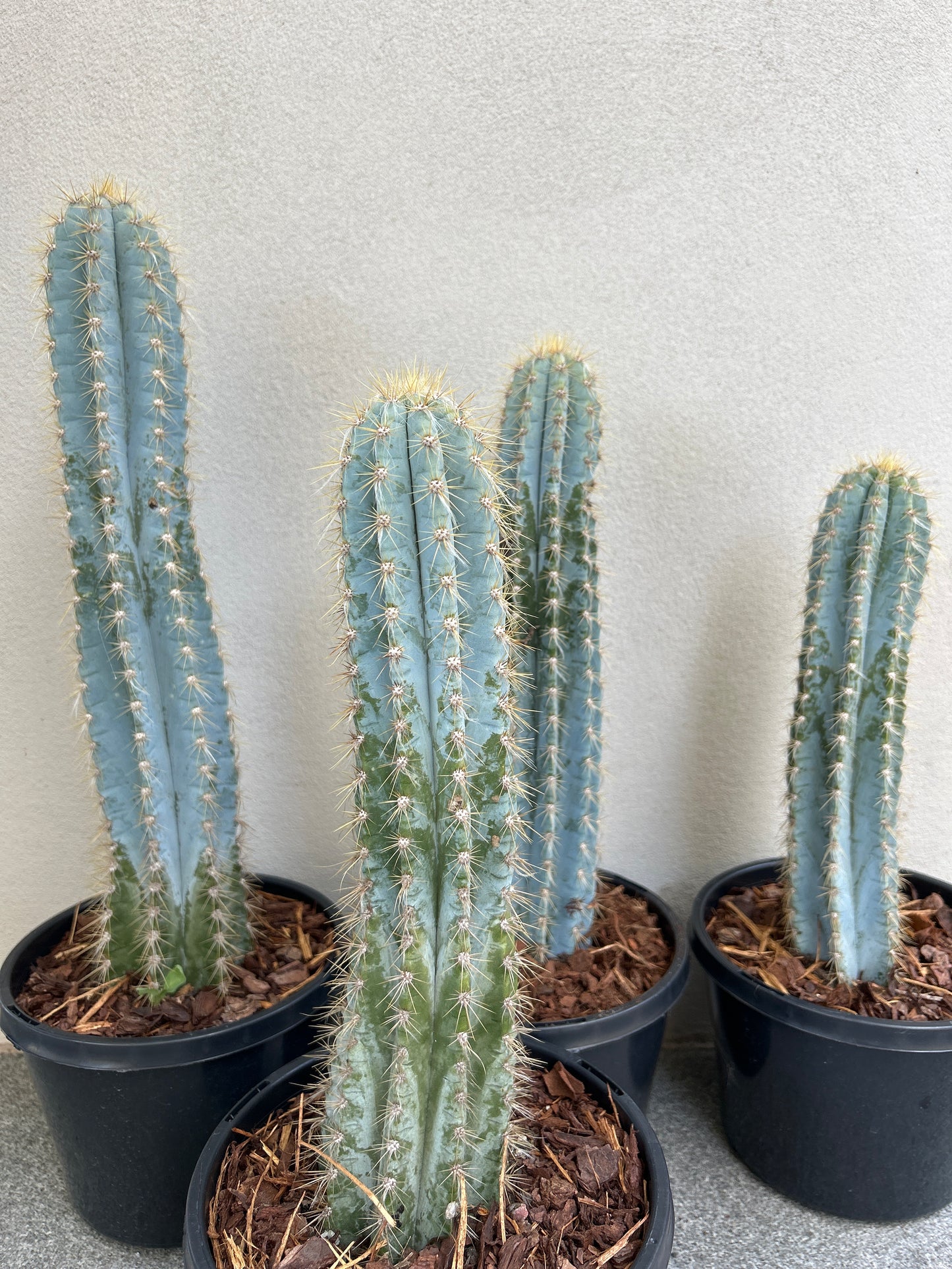 Blue Torch Cactus