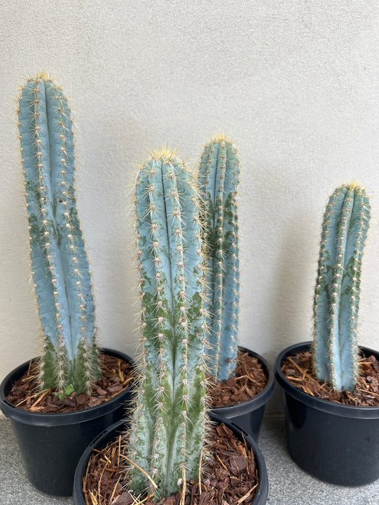 Blue Torch Cactus