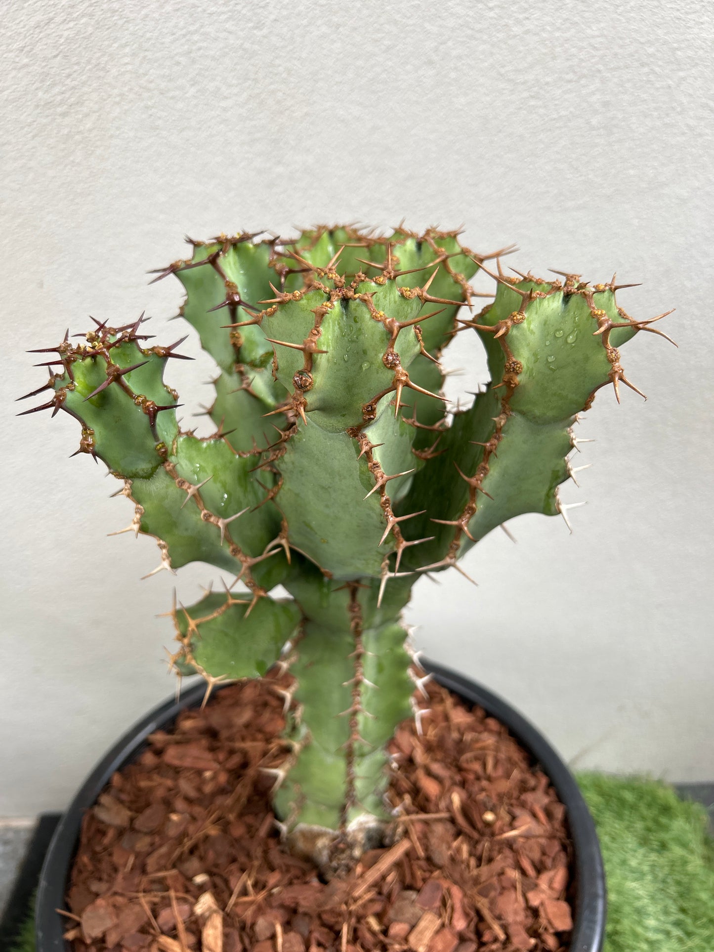 Euphorbia ceorulescens