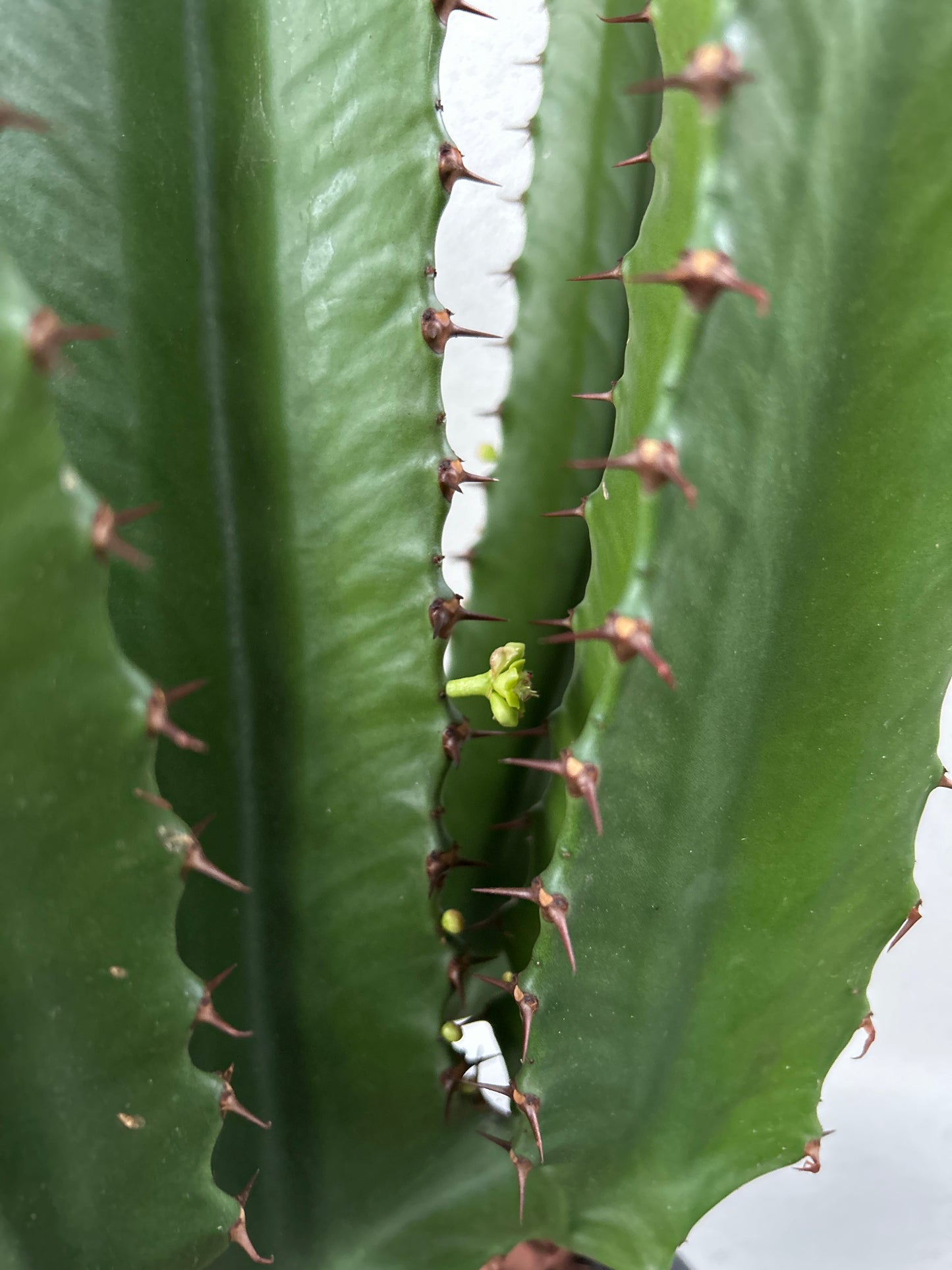 Euphorbia Cowboy - 4 Arms