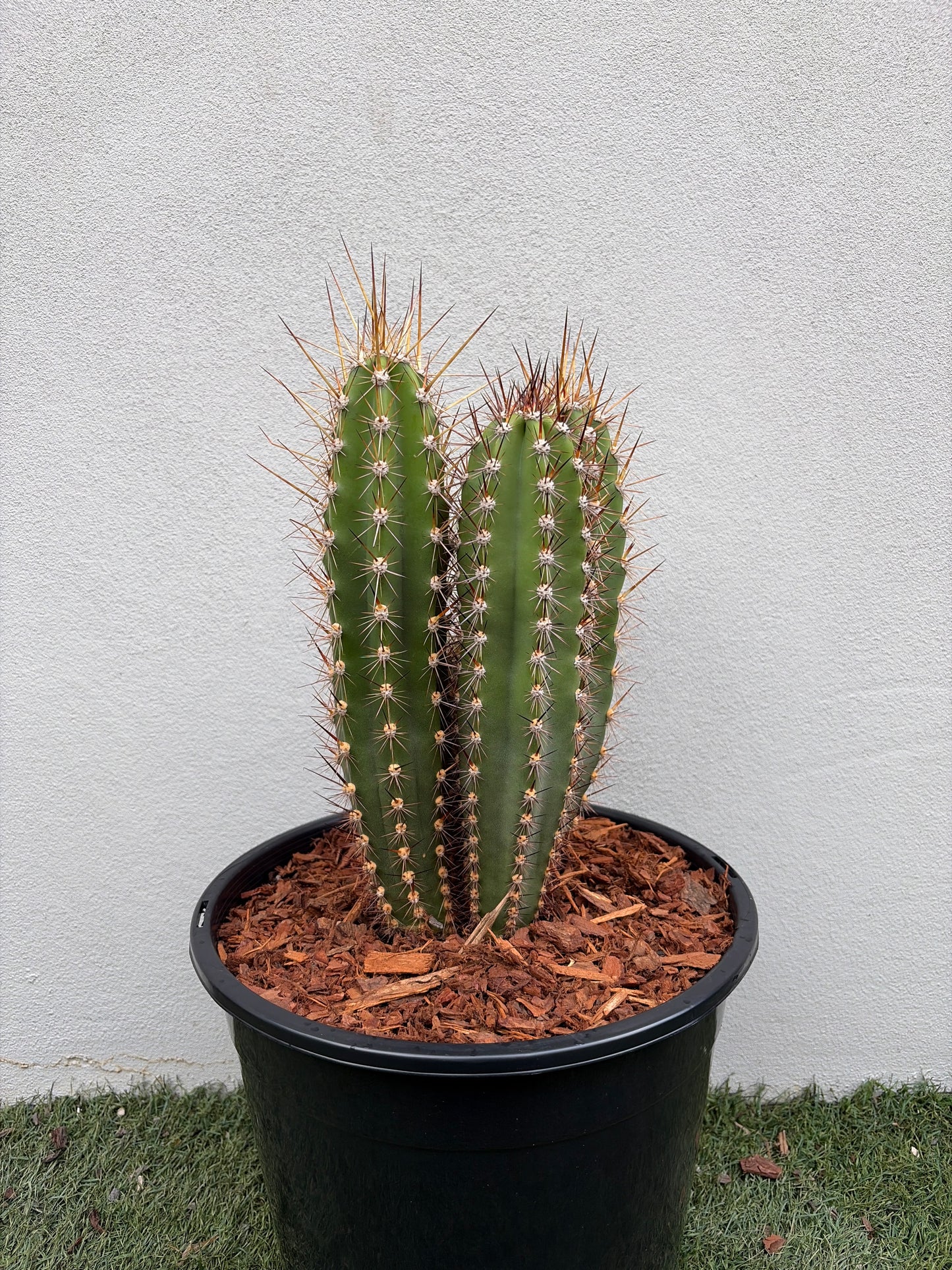 Baseball Bat Cactus