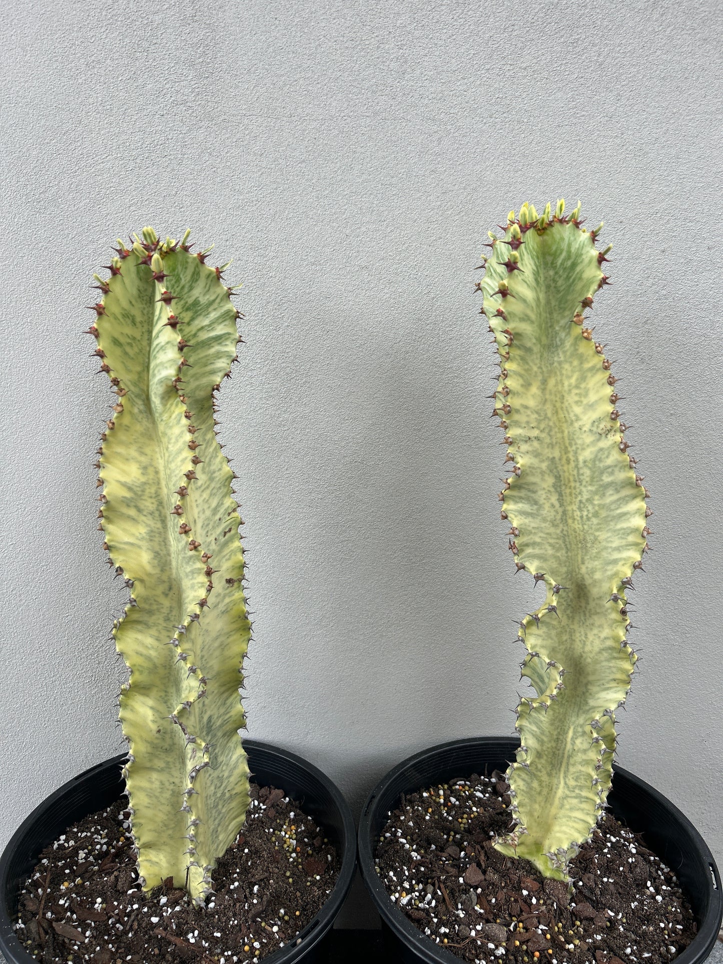 Euphorbia Ammak