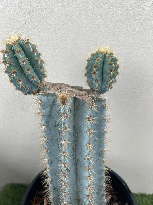 Blue Torch Cactus