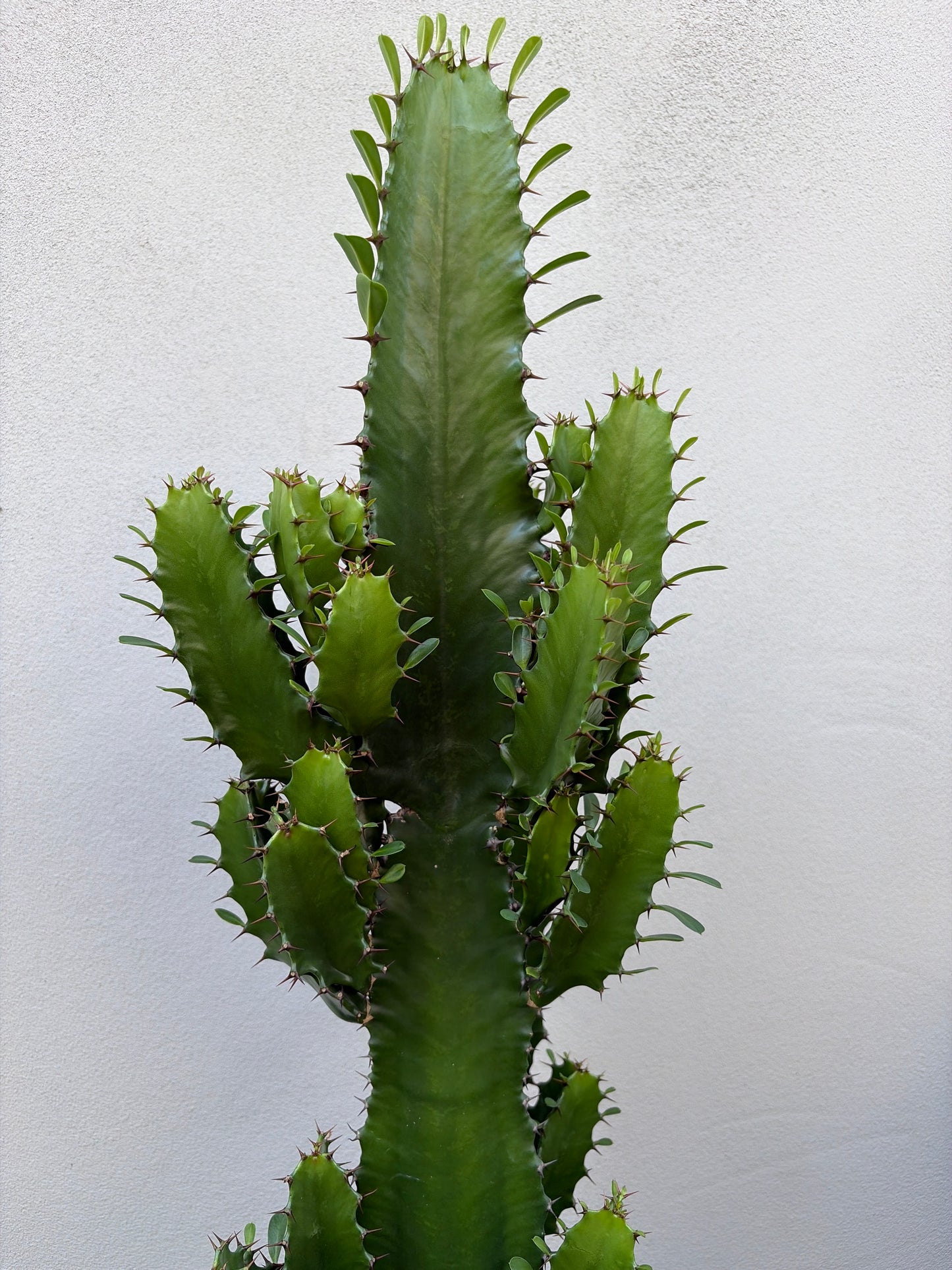 Euphorbia Cowboy