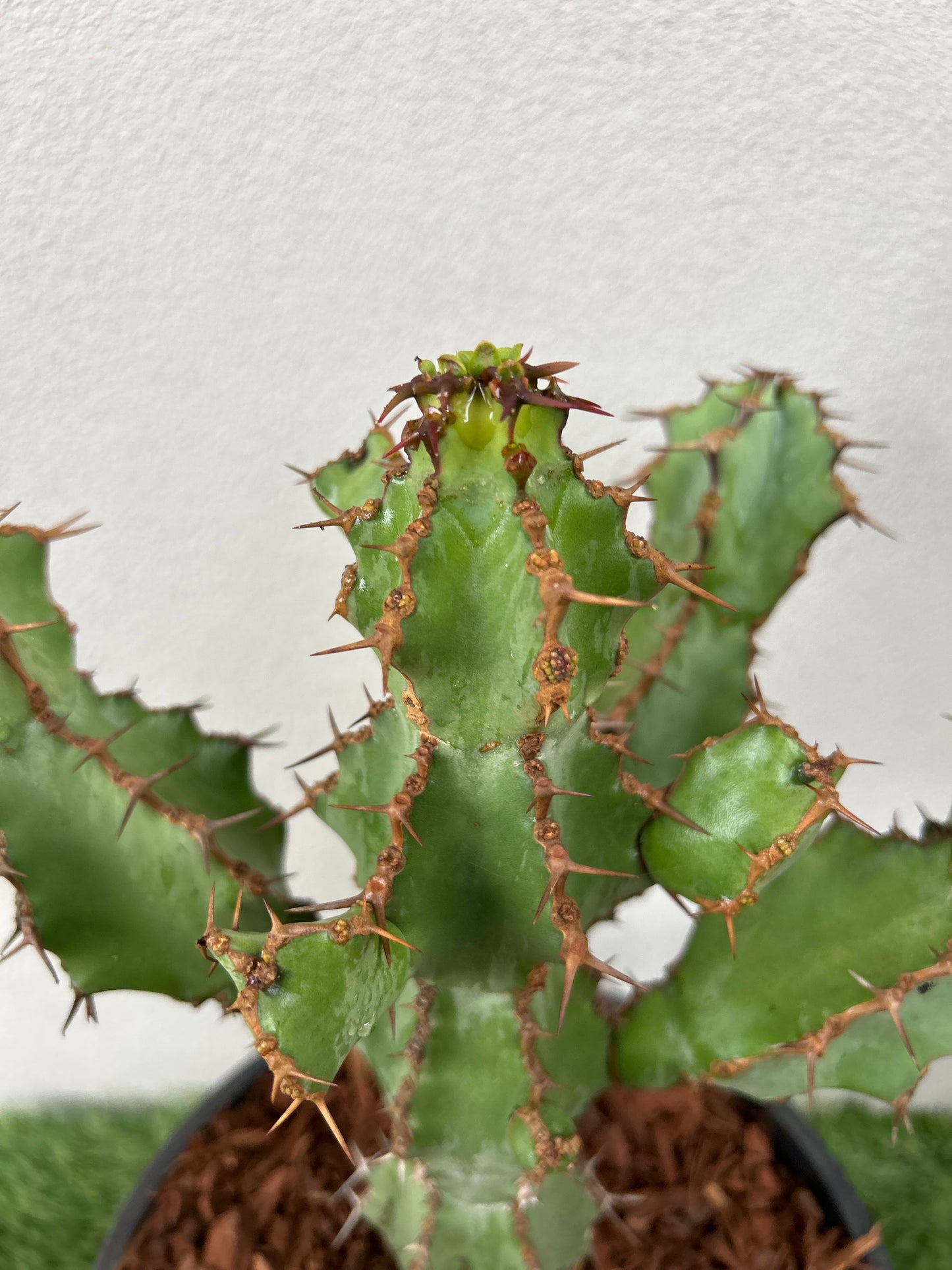 Euphorbia ceorulescens