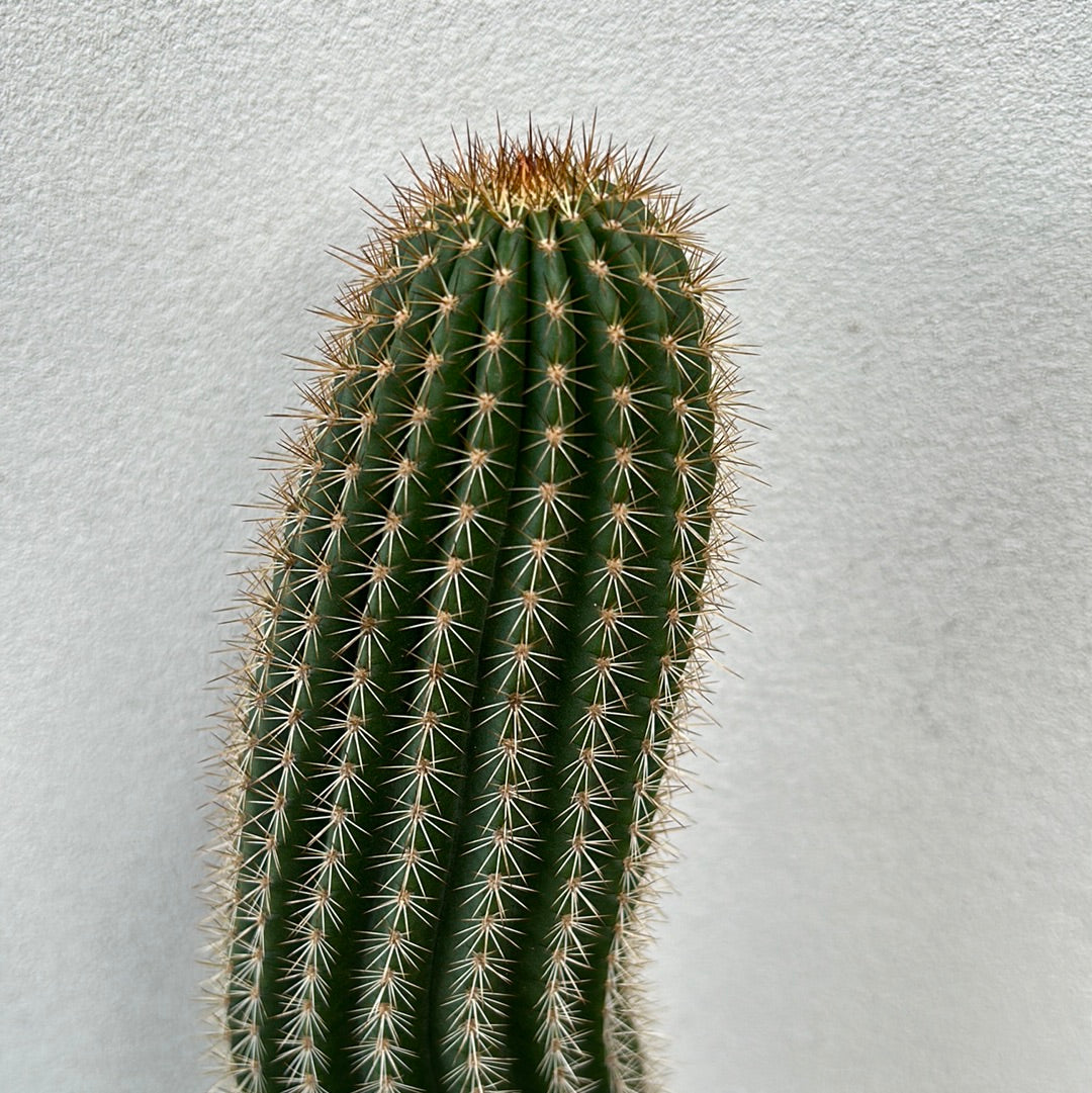 Echinopsis schickendantzii