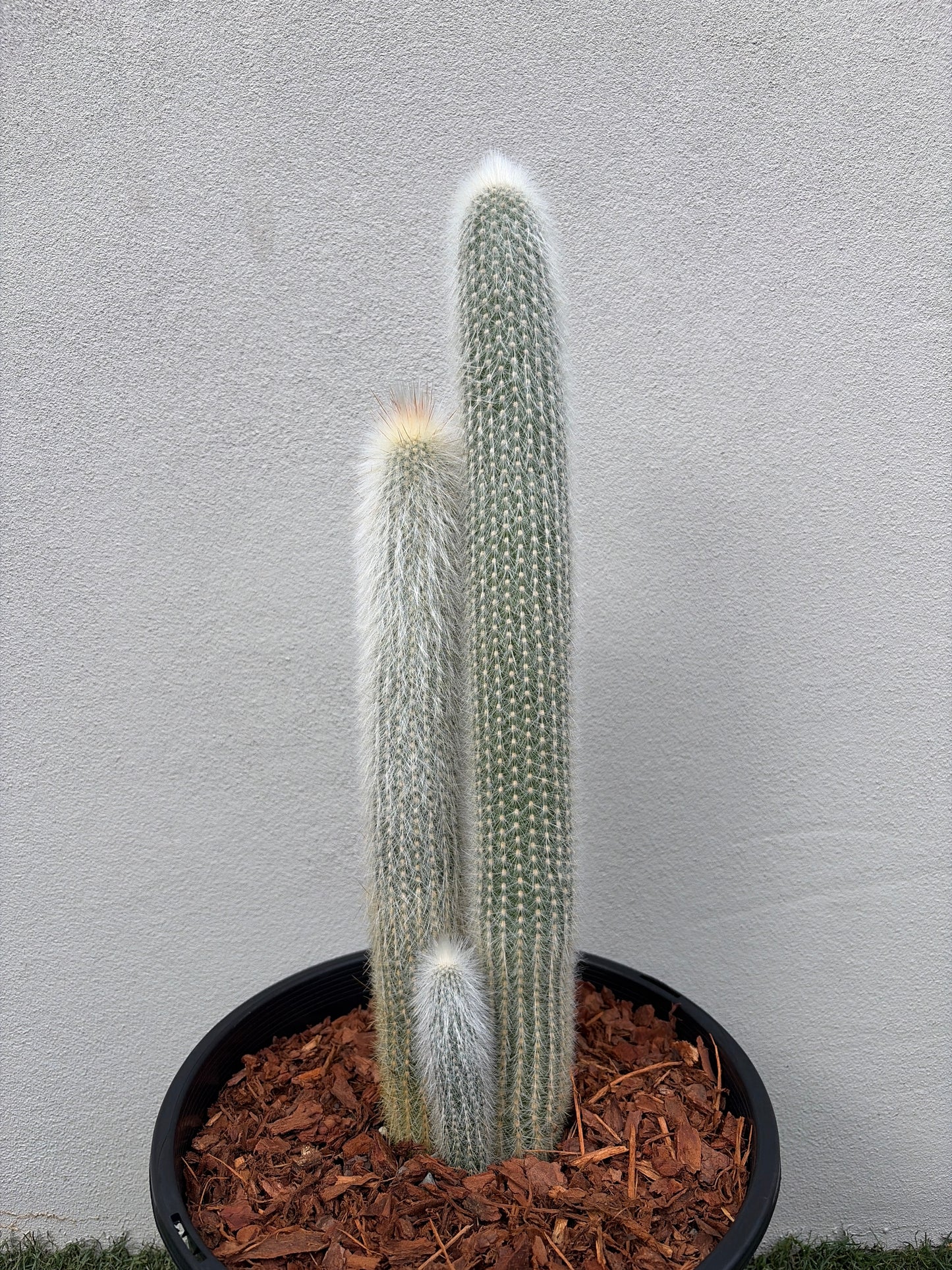 Cleistocactus strausii (Silver Torch Cactus)