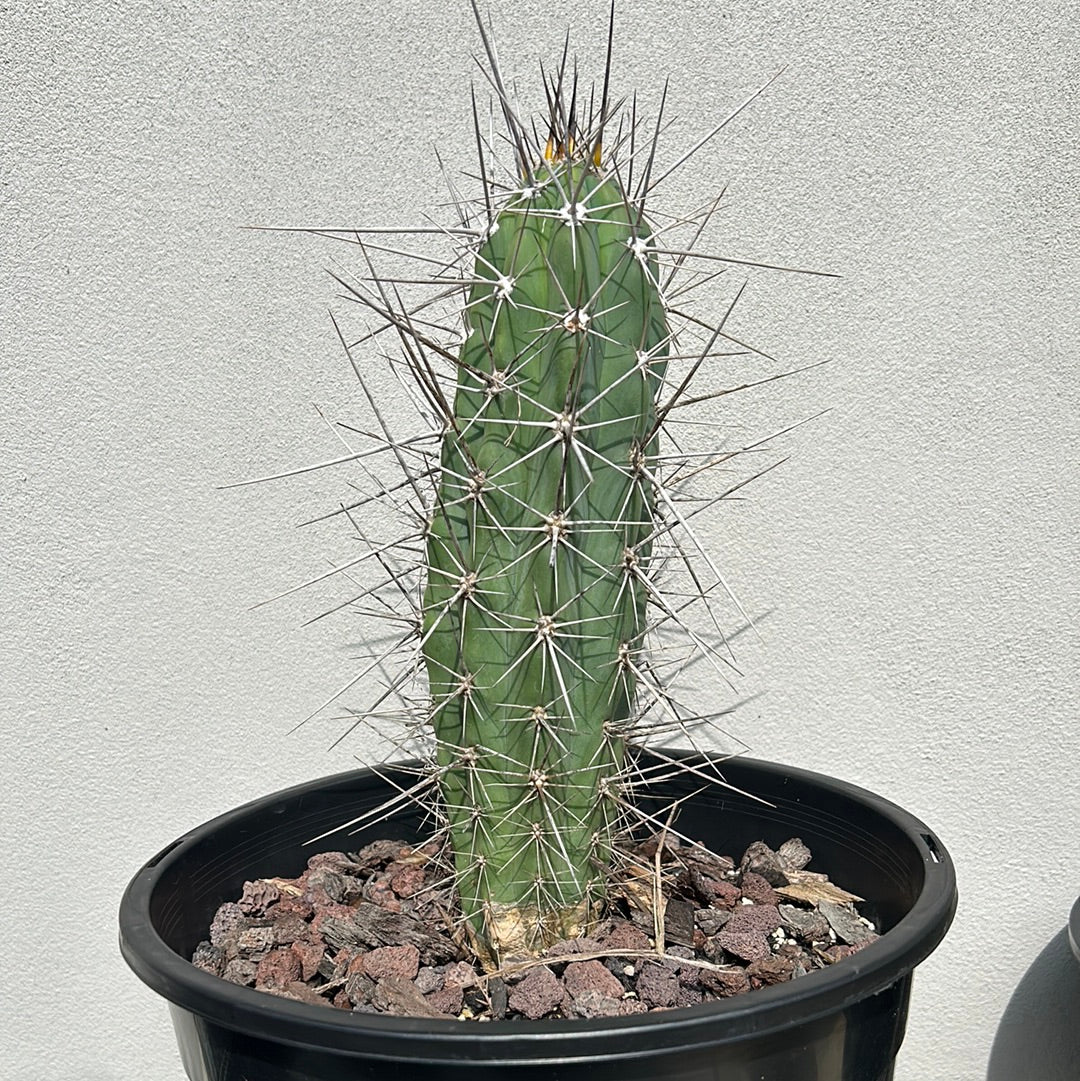 Toothpick Cactus