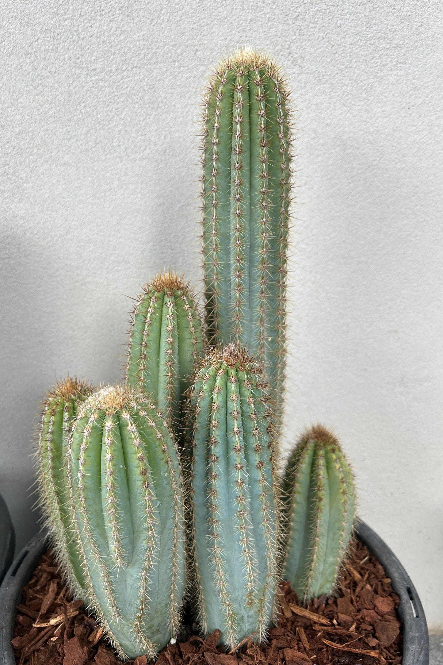 Pilosocereus Blue Torch Cactus - Multi