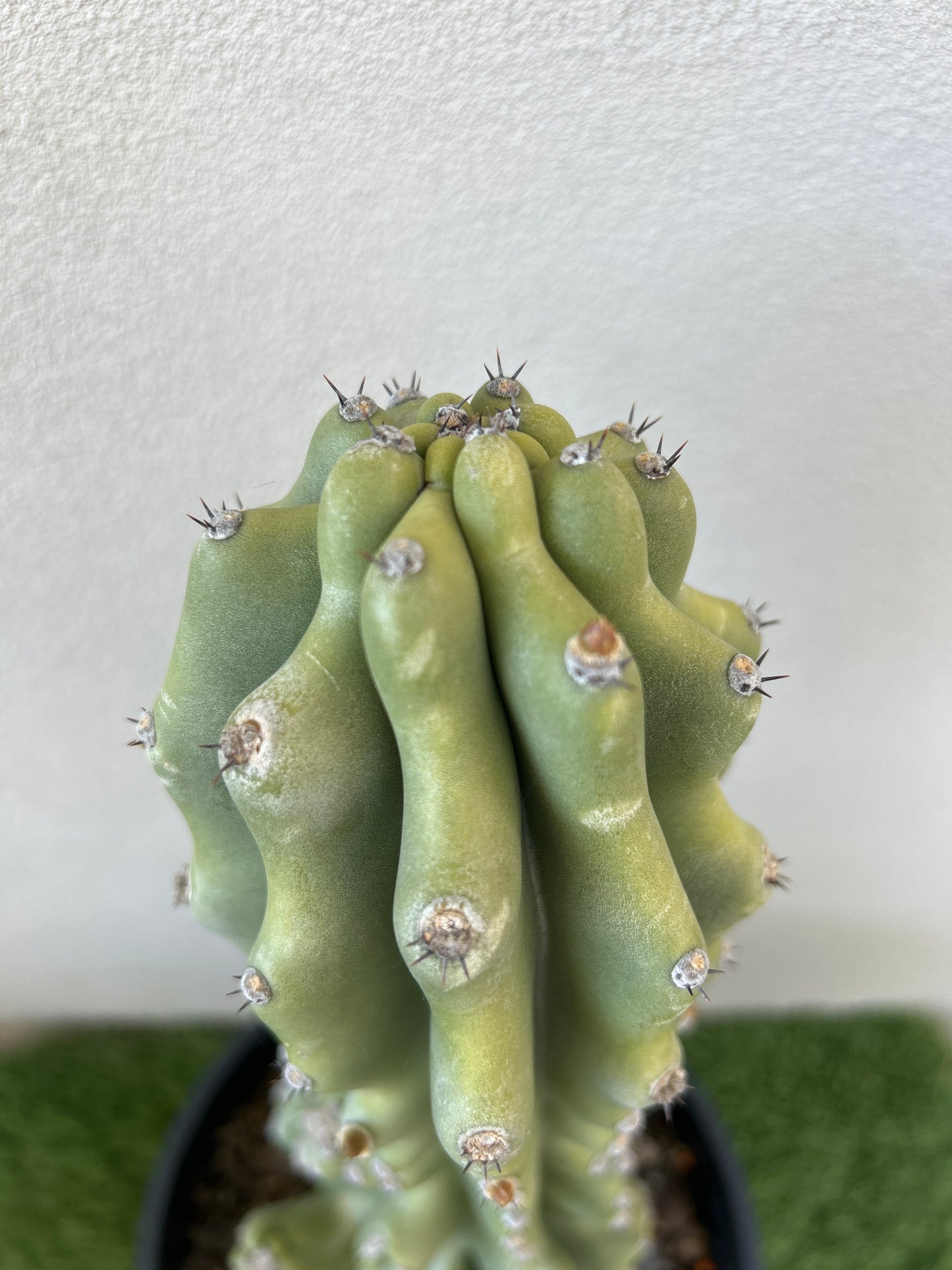 Monstrose Cactus