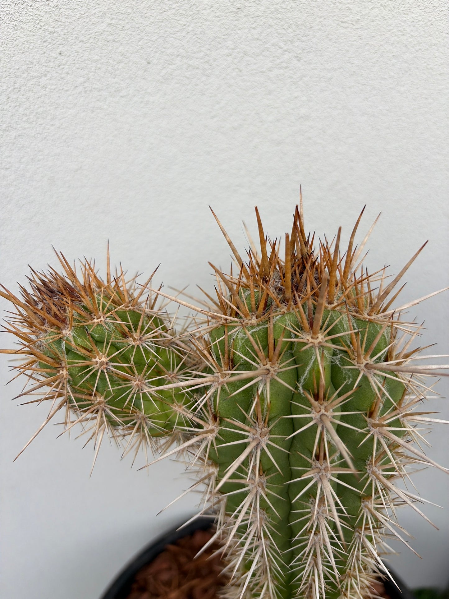 Pilocereus gounellei Cactus