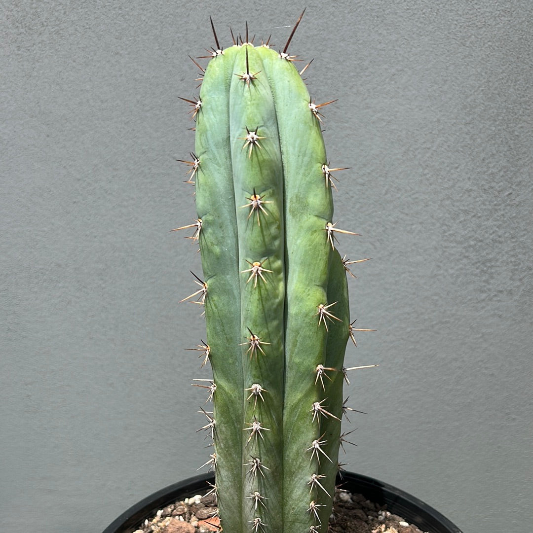 Rosei 1 Cactus