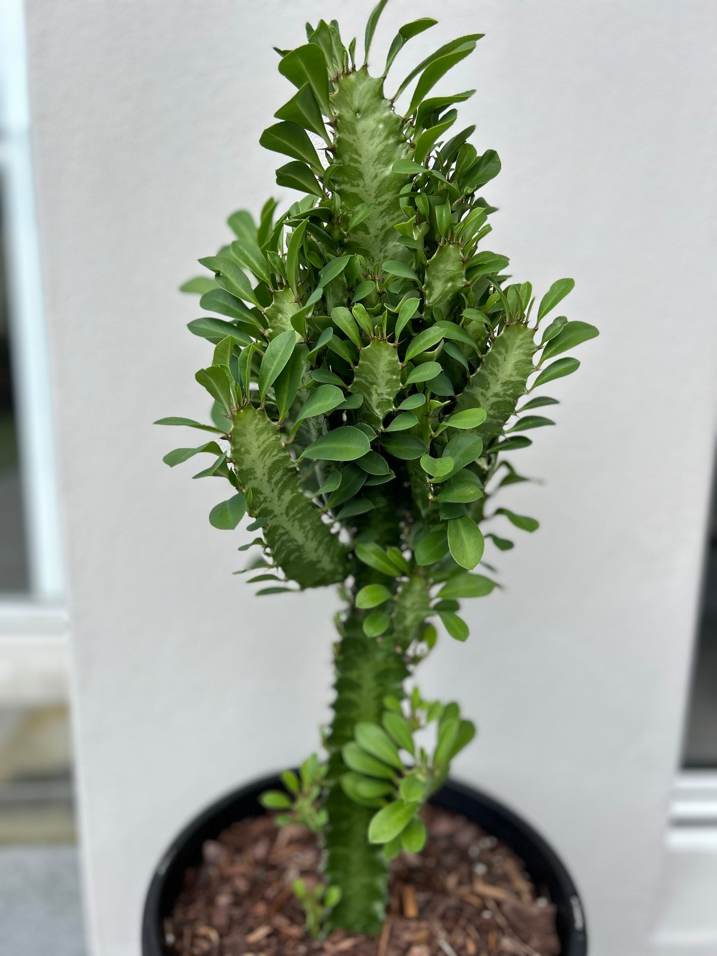 Euphorbia African Milk