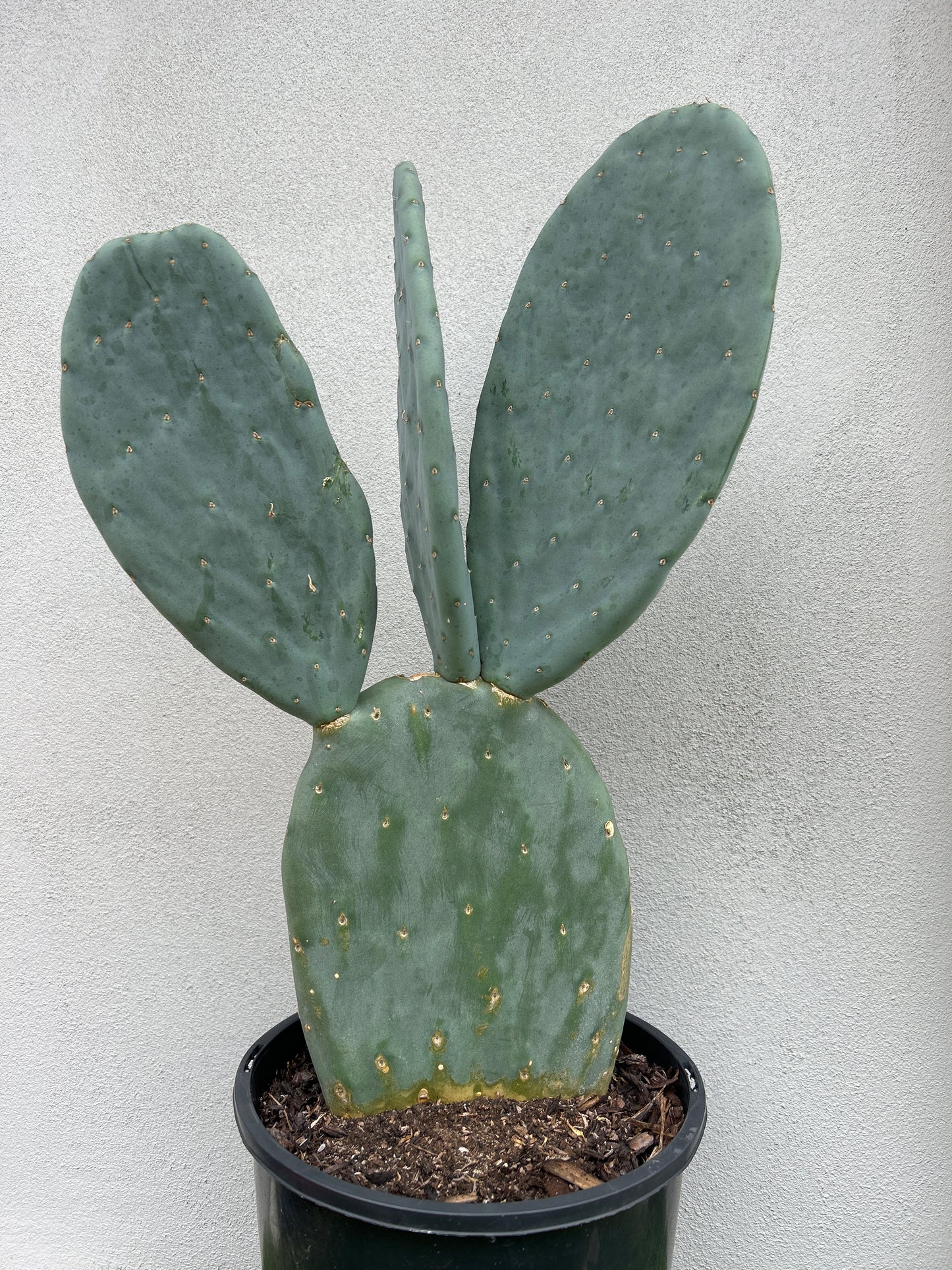 Burbank Spineless 3 paddles