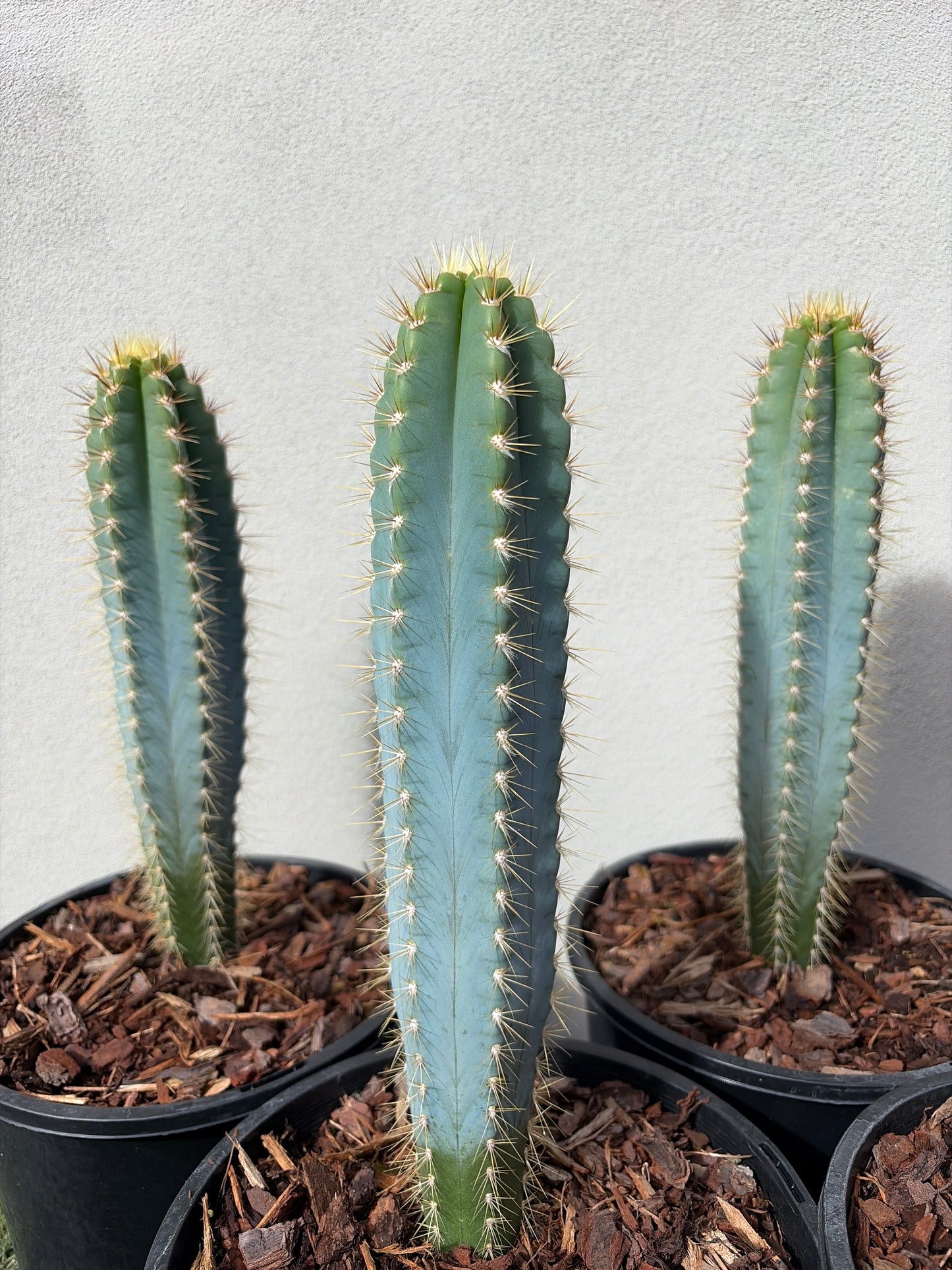 Blue Torch cactus