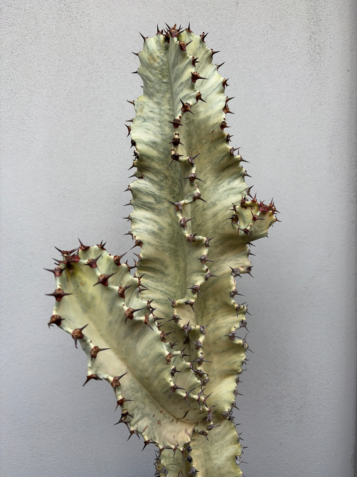 Euphorbia Ammak 3 arms.