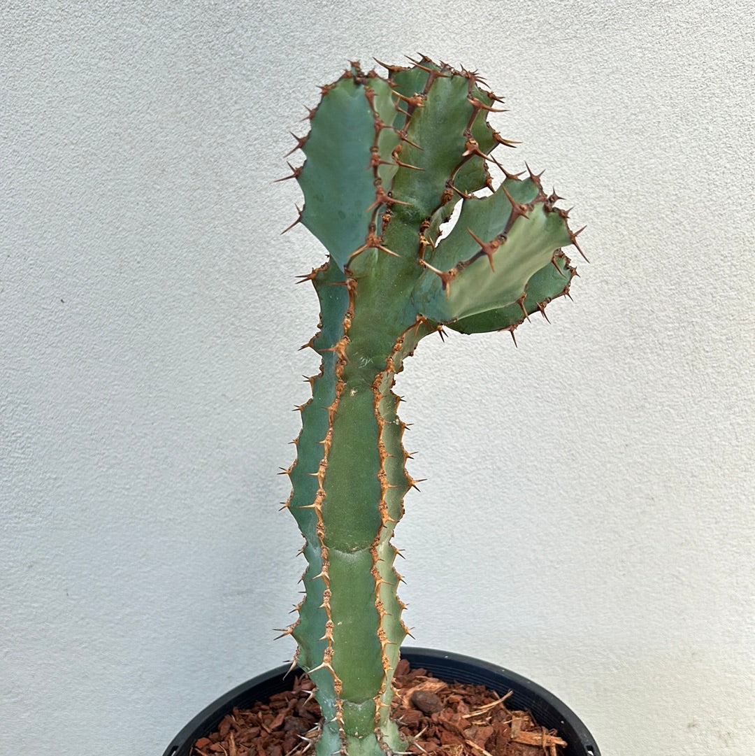 Euphorbia ceorulescens