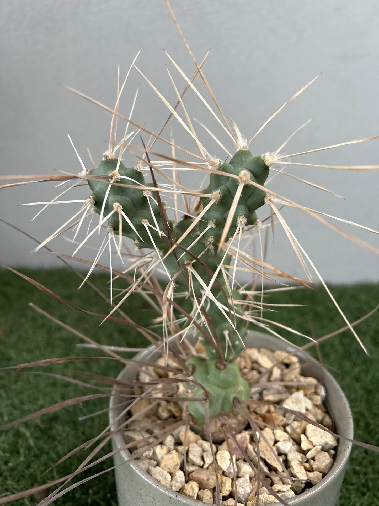 Paper Spine Cactus