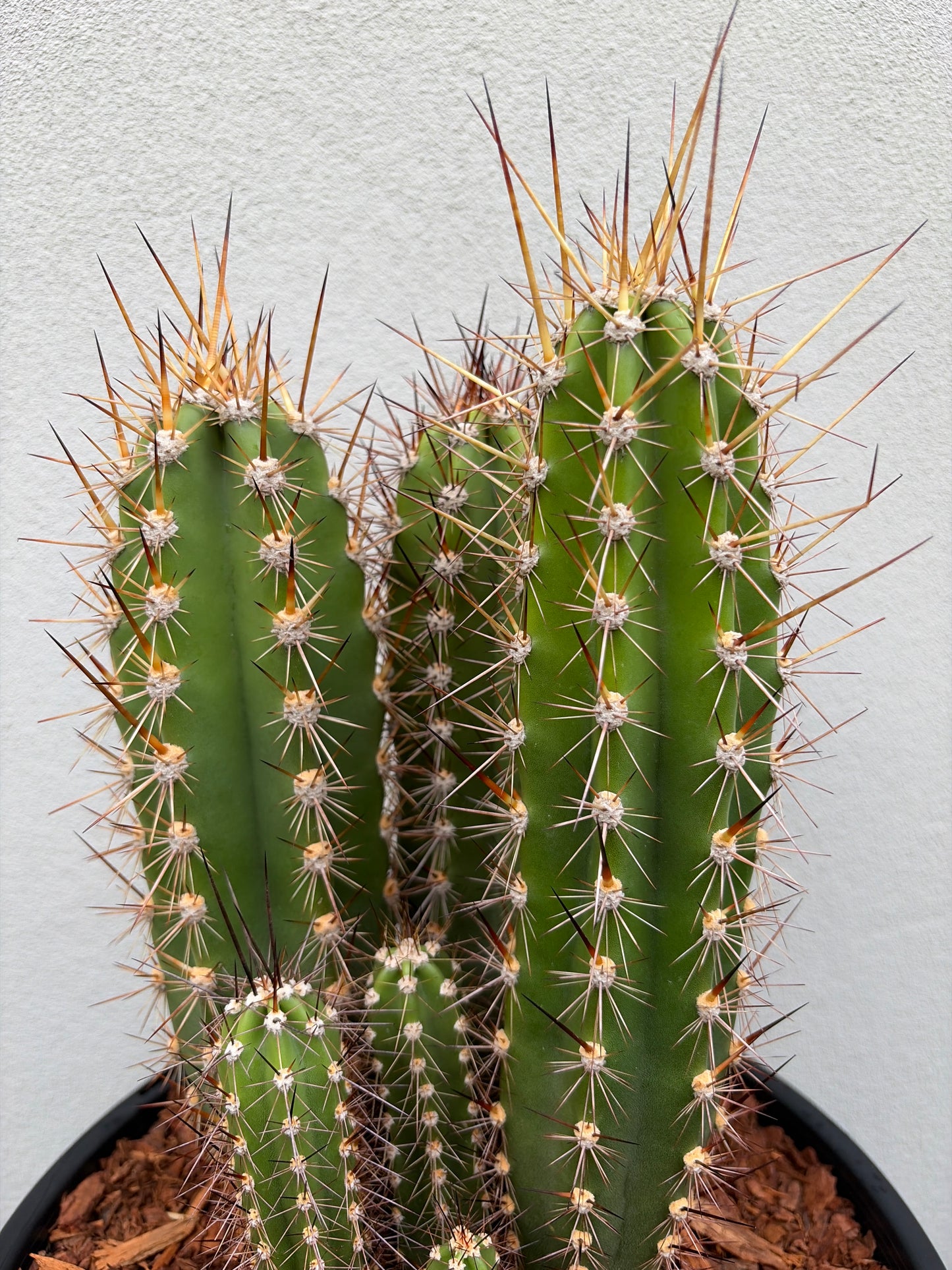 Baseball Bat Cactus