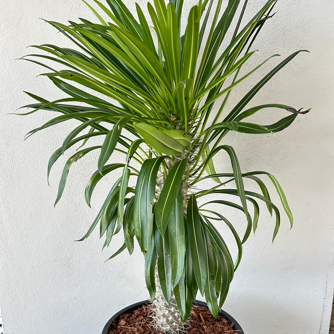 Madagascar Palm - Large