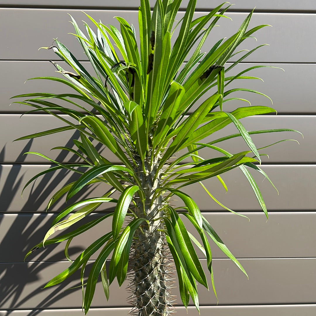 Madagascar Palm - Large