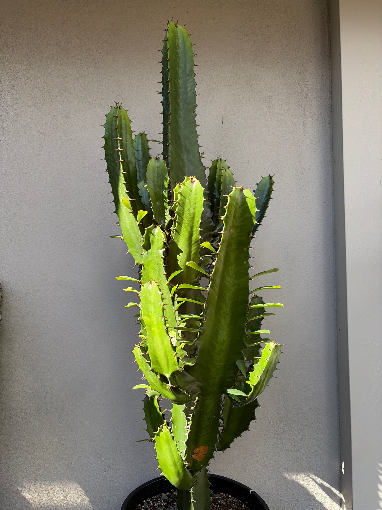 Euphorbia Cowboy
