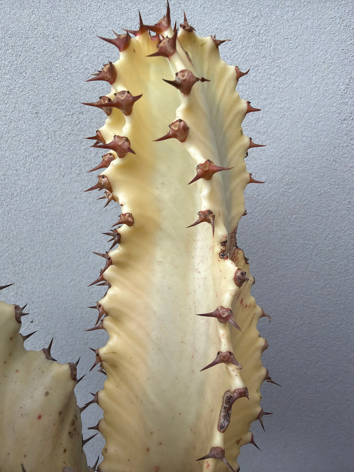 Euphorbia Ammak 3 arms.