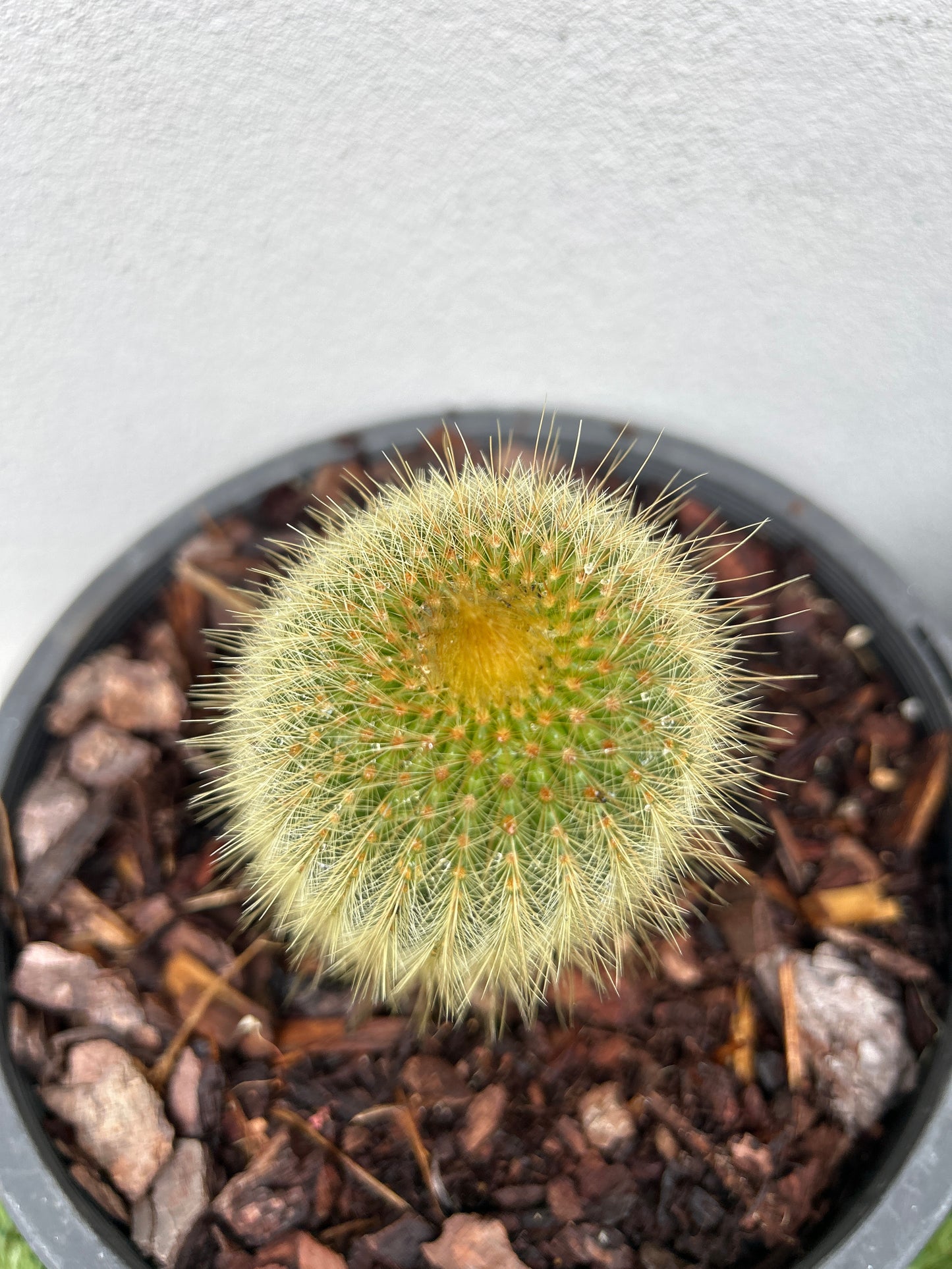 Parodia leninghausii cactus