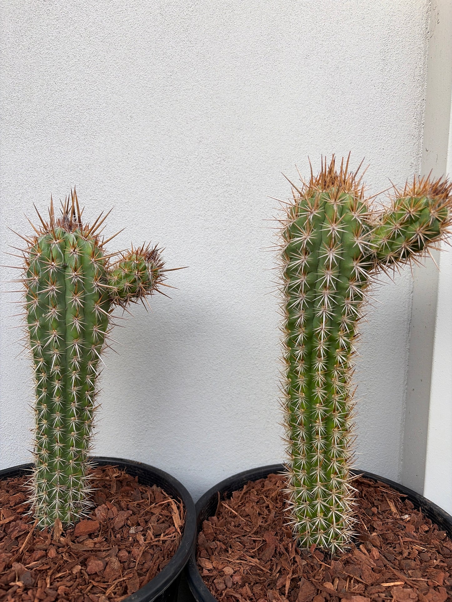 Pilocereus gounellei Cactus