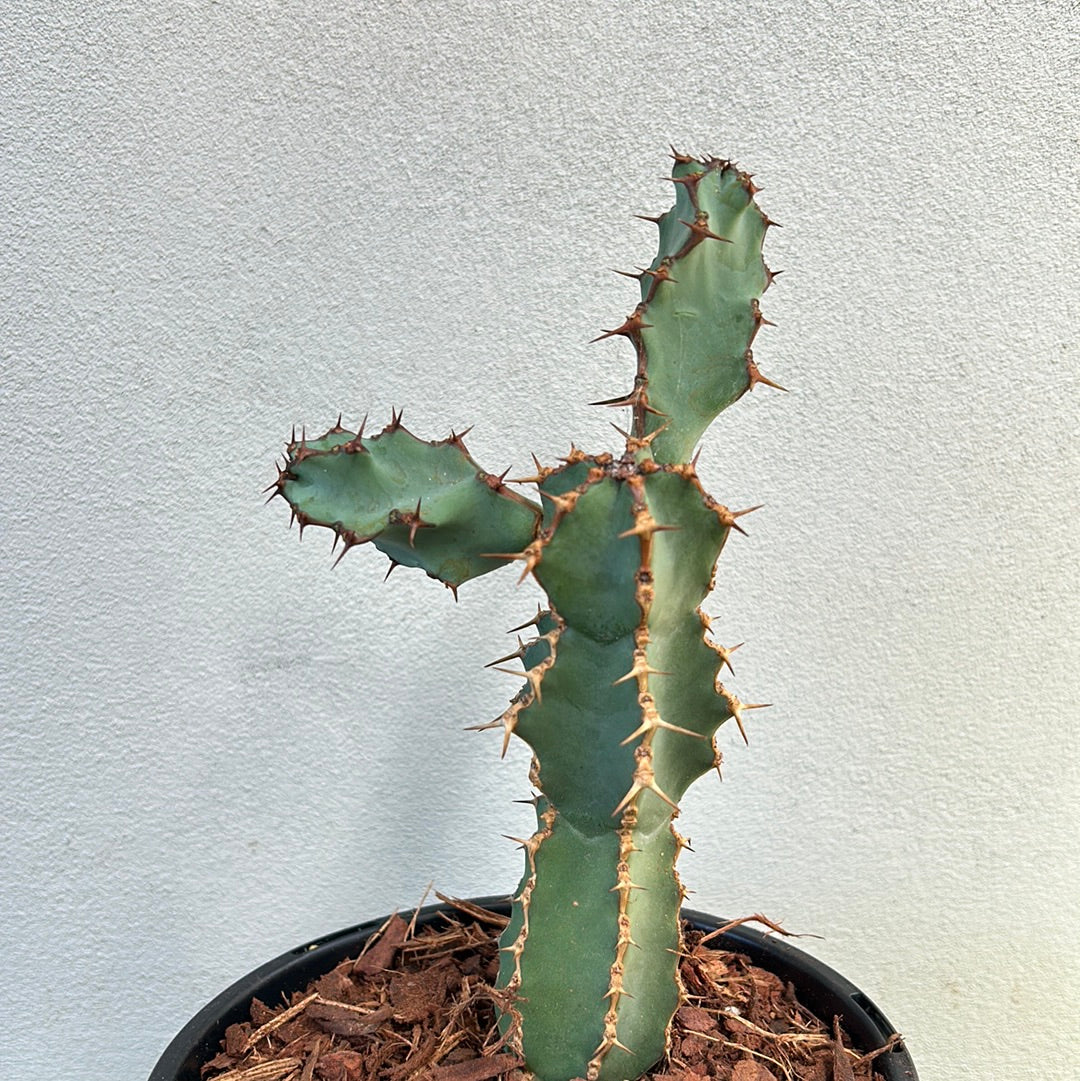 Euphorbia ceorulescens - Small