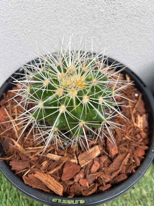 Golden Barrel Cactus - Small