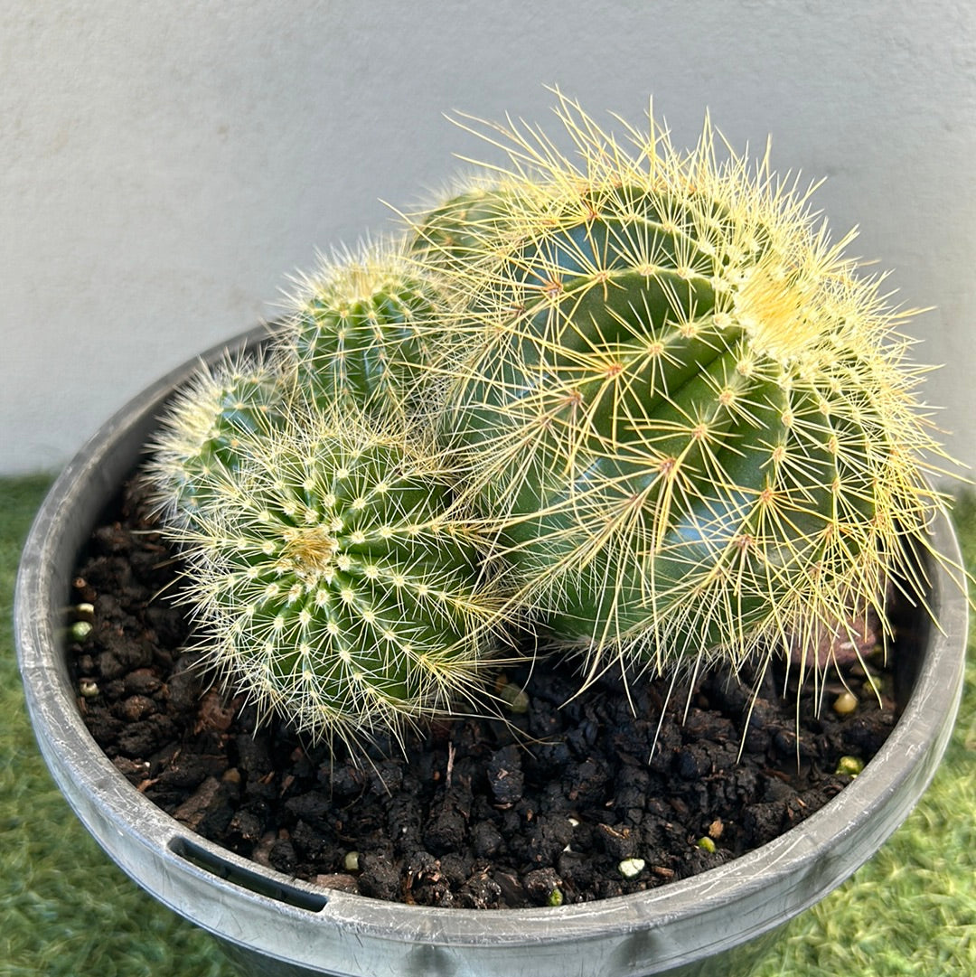 PARODIA WARASII