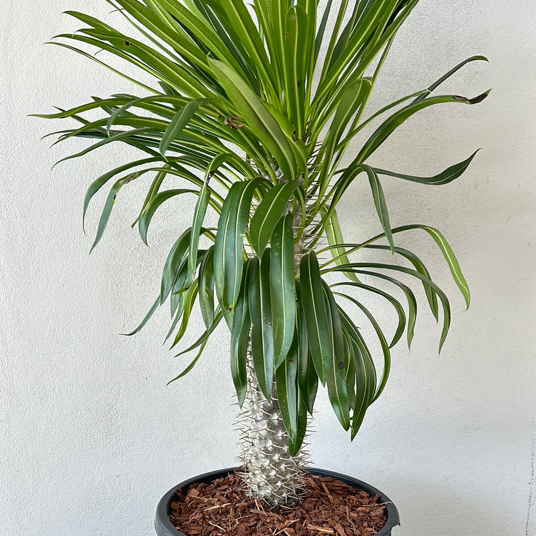 Madagascar Palm - Large