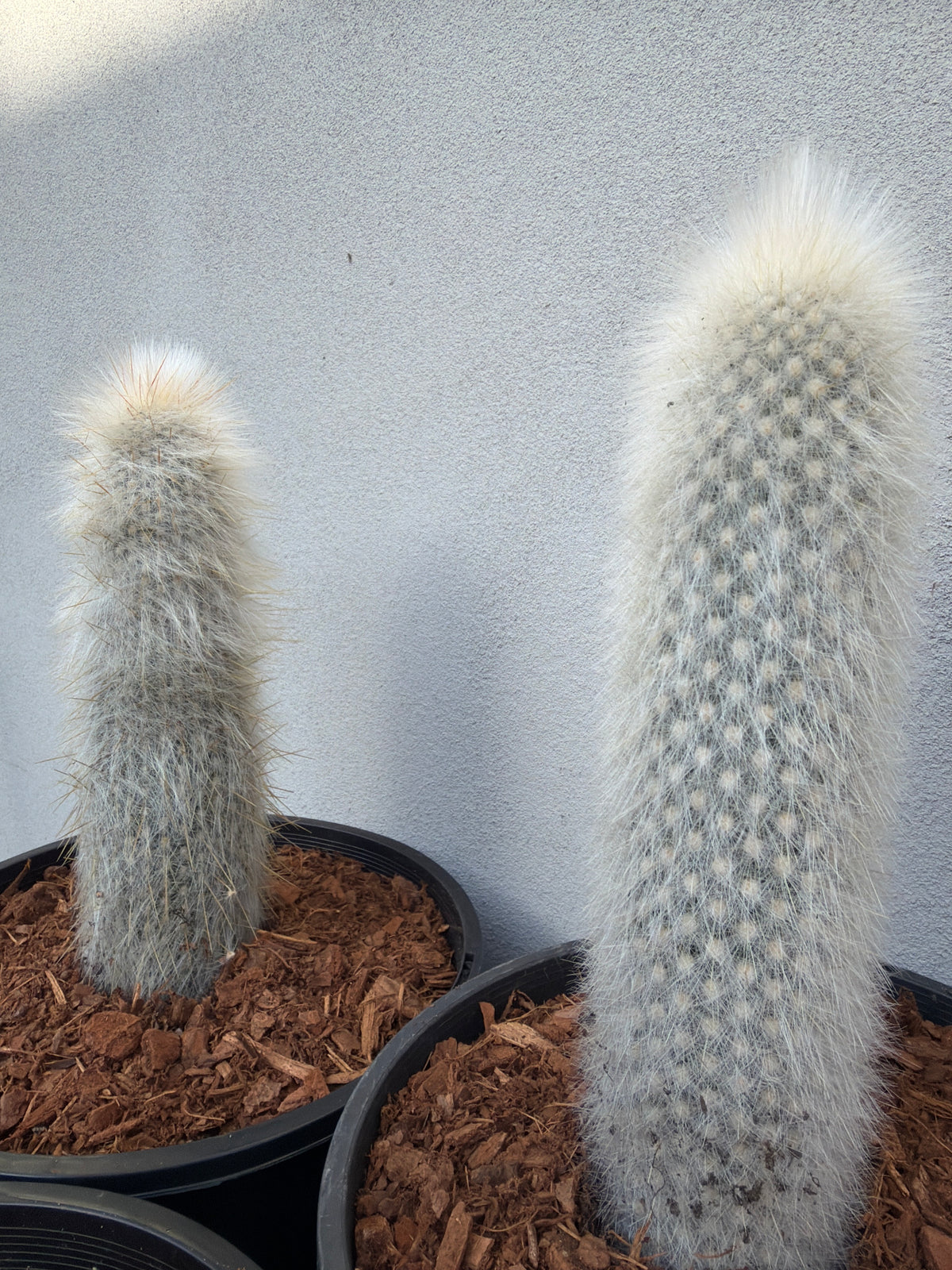 Silver Torch Cactus